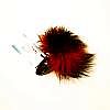    -      32 HT32black/red